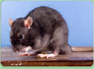 rat control Swindon